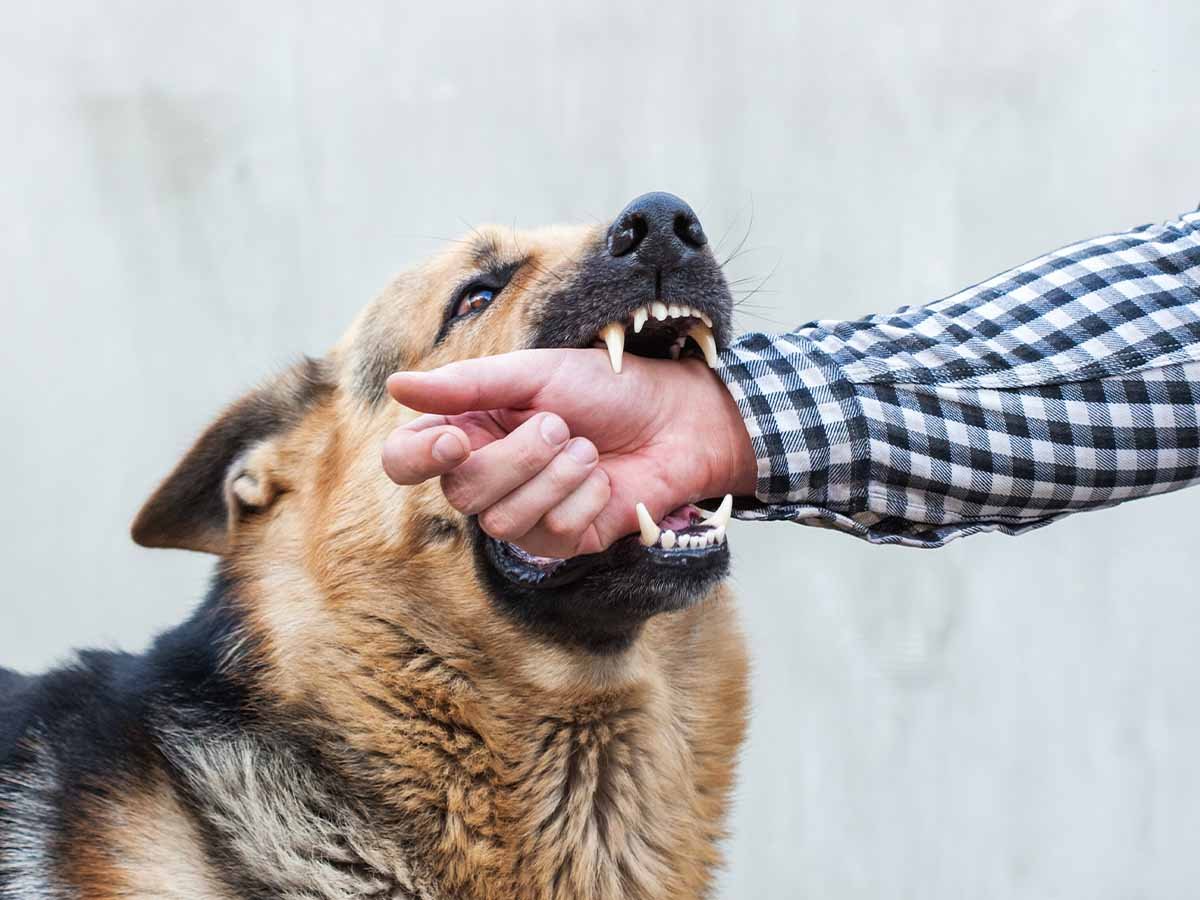 Florida Dog Bite Law: Your Rights and Legal Options