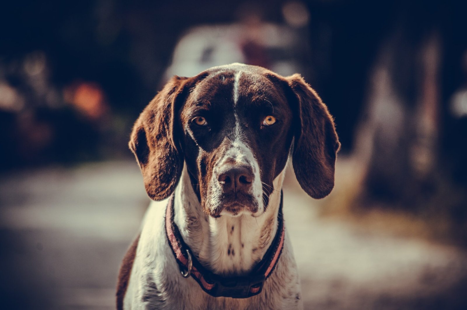 Dog Bite Laws in Kentucky 2025: Updates, Analysis, and What It Means for You