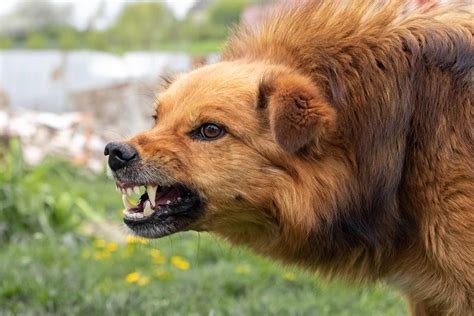 Dog Bites Child Law in the USA: Legal Rights and Responsibilities